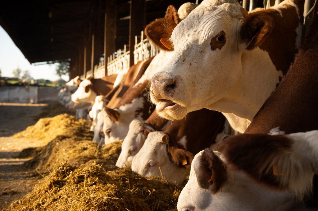France, Bezenet, 08.10.25, Montbeliarde dairy cows on a farm in Allier. Photograph by Justine Bonnery / Hans Lucas.France, Bezenet, 2025-08-10, des vaches laitieres de race Montbeliarde, dans une ferme de l Allier. Photographie de Justine Bonnery / Hans Lucas. (Photo by Justine Bonnery / Hans Lucas via AFP), tejtermelés