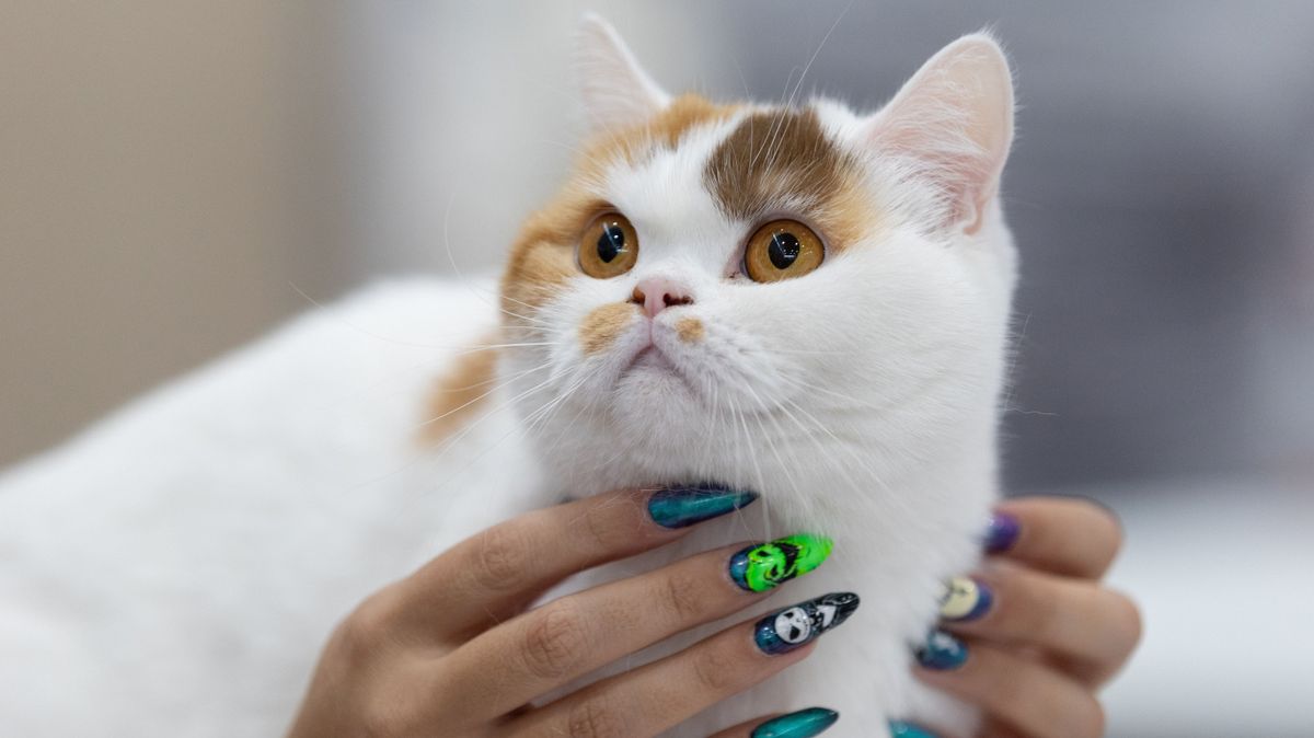 Macskáival együtt égett benn a házában egy szegedi nő