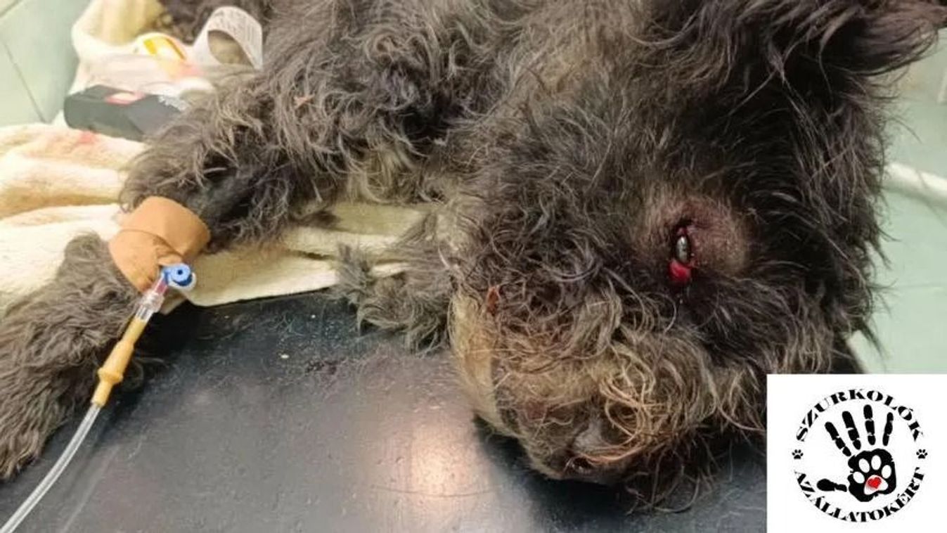 Cikk kép: undefined