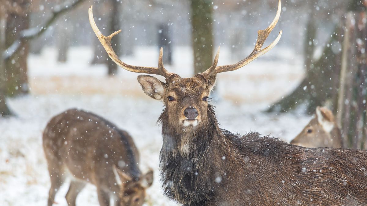 Szarvasok lepték el az utat, erre figyelmeztet a rendőrség + videó Kép