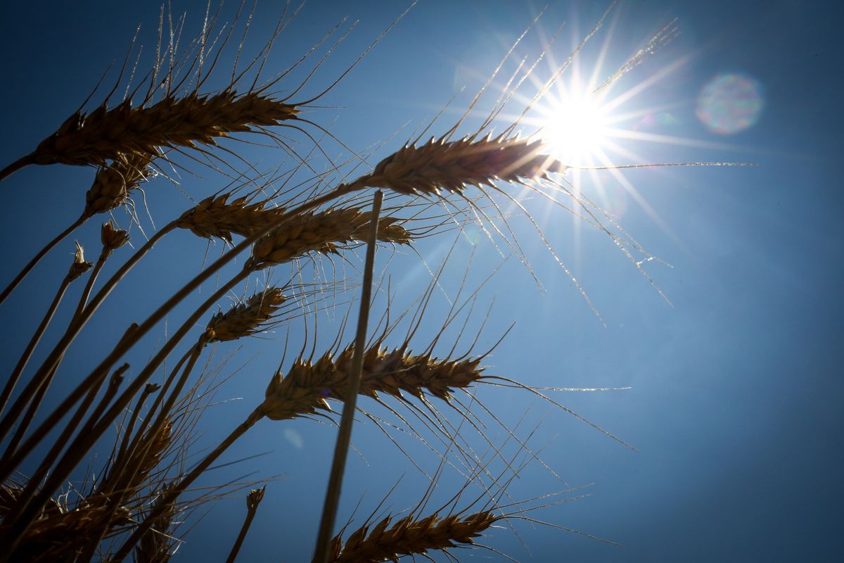 Az új adatalapú mezőgazdaság lehet az egyik válasz a gabonatermesztés stabilizálására. / Fotó: Szakony Attila