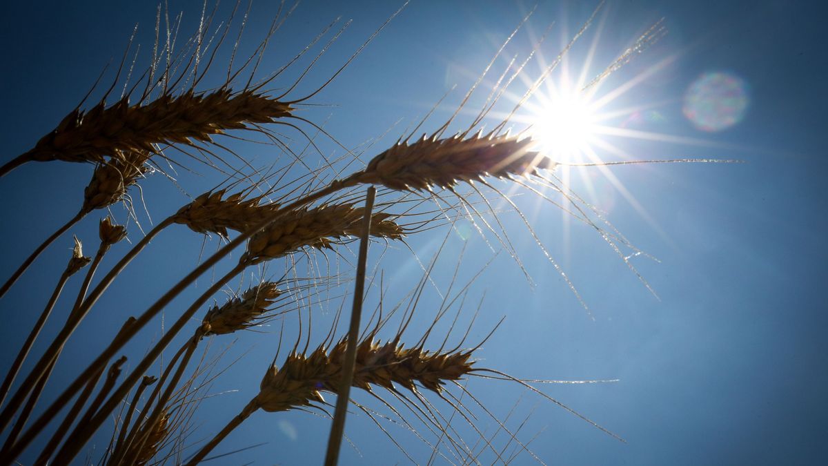 Idén is kiváló minőségű búzával látták el a magyar gazdák a hazai és a nemzetközi piacot