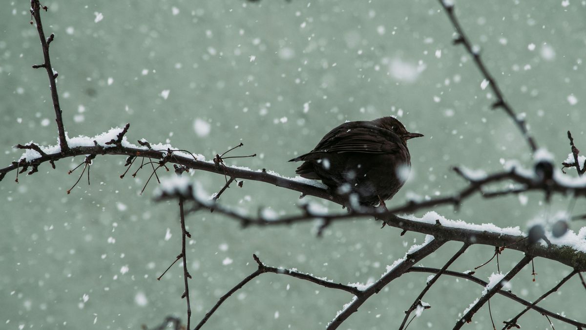 Kifehéredik az ország egy része, mutatjuk hol várható hótakaró estére