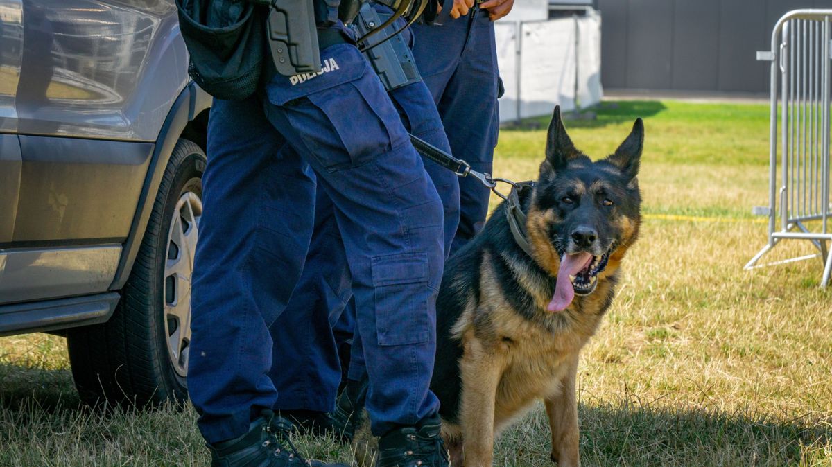 Ezt mosoly nélkül nem lehet kibírni: karácsonyfát kaptak a dunakeszi rendőrkutyák