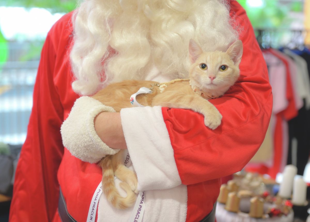 20251206 Győr
Puha Praclik - macska örökbefogadás 
ETO Park 
Fotó: Krizsán Csaba KCS
Kisalföld