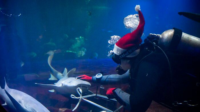 Budapest - Állatok karácsonya a Fővárosi Állat- és Növénykertben