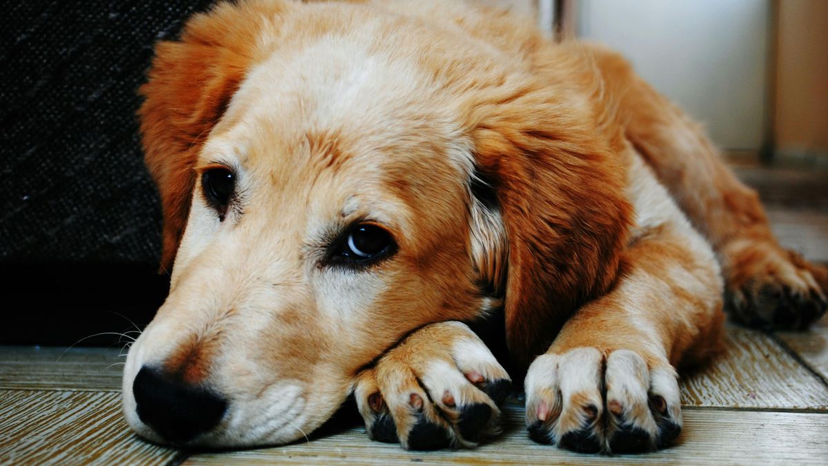 Hogyan óvhatjuk meg a háziállatokat a szilveszteri petárdázástól?