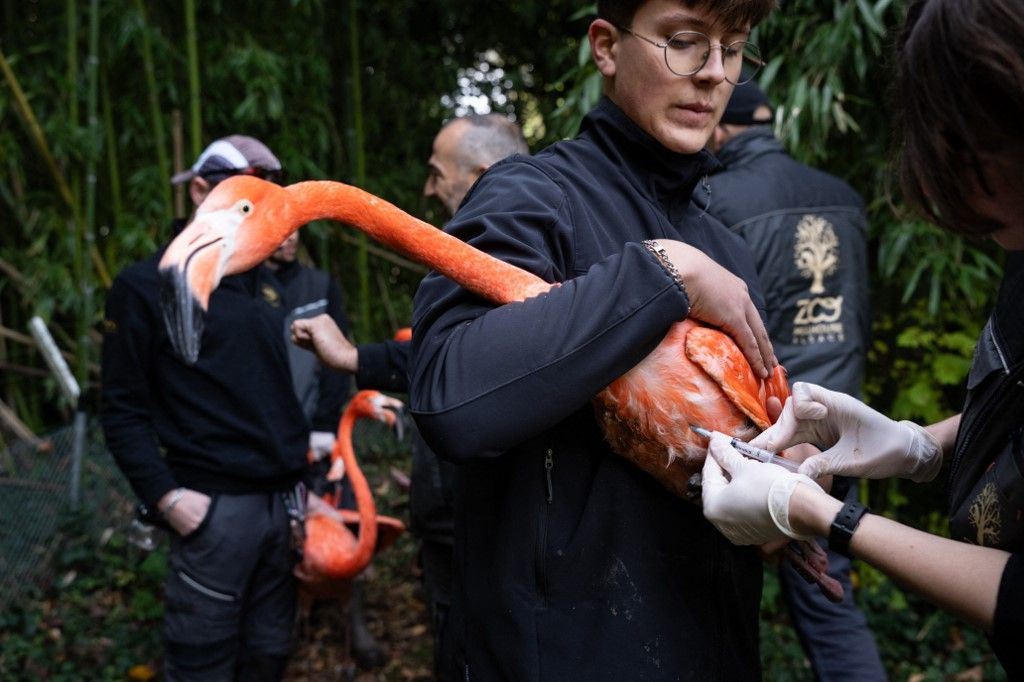 A Mulhouse Zoo veterinary administrates a vaccine to a red flamingo during the annual avian influenza (HPAI) vaccination campaign, at the Parc Zoologique et Botanique de Mulhouse, eastern France, on November 6, 2025. (Photo by SEBASTIEN BOZON / AFP), madárinfluenza
