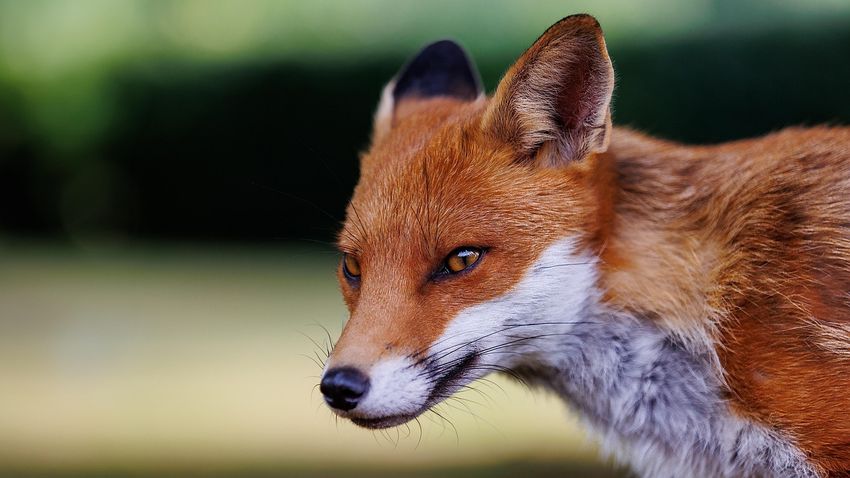 Kvíz kérdést ábrázoló kép.