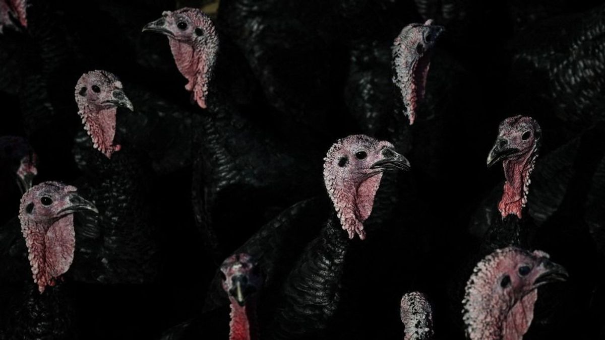 A franciák már az embereket is oltanák a madárinfluenza miatt