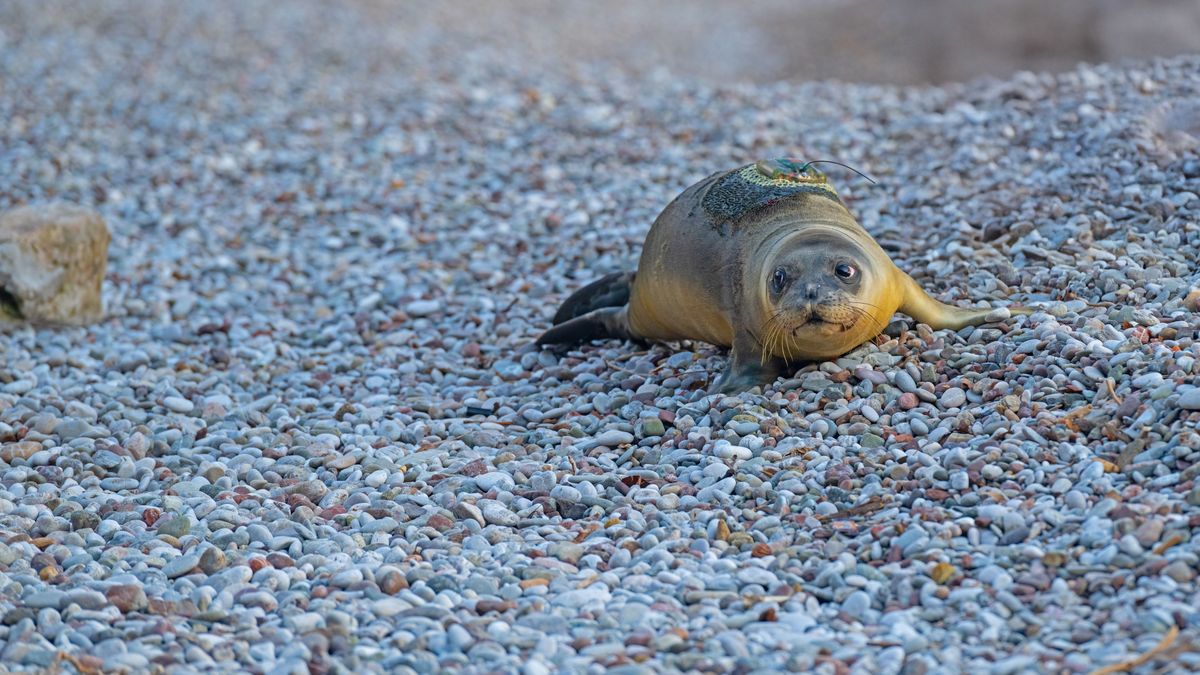 Egy kis szundi a parton: barátfóka borzolta a kedélyeket Olaszországban