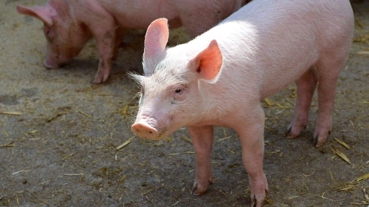 Felborult egy kamion, sok sertés odaveszett a balesetben