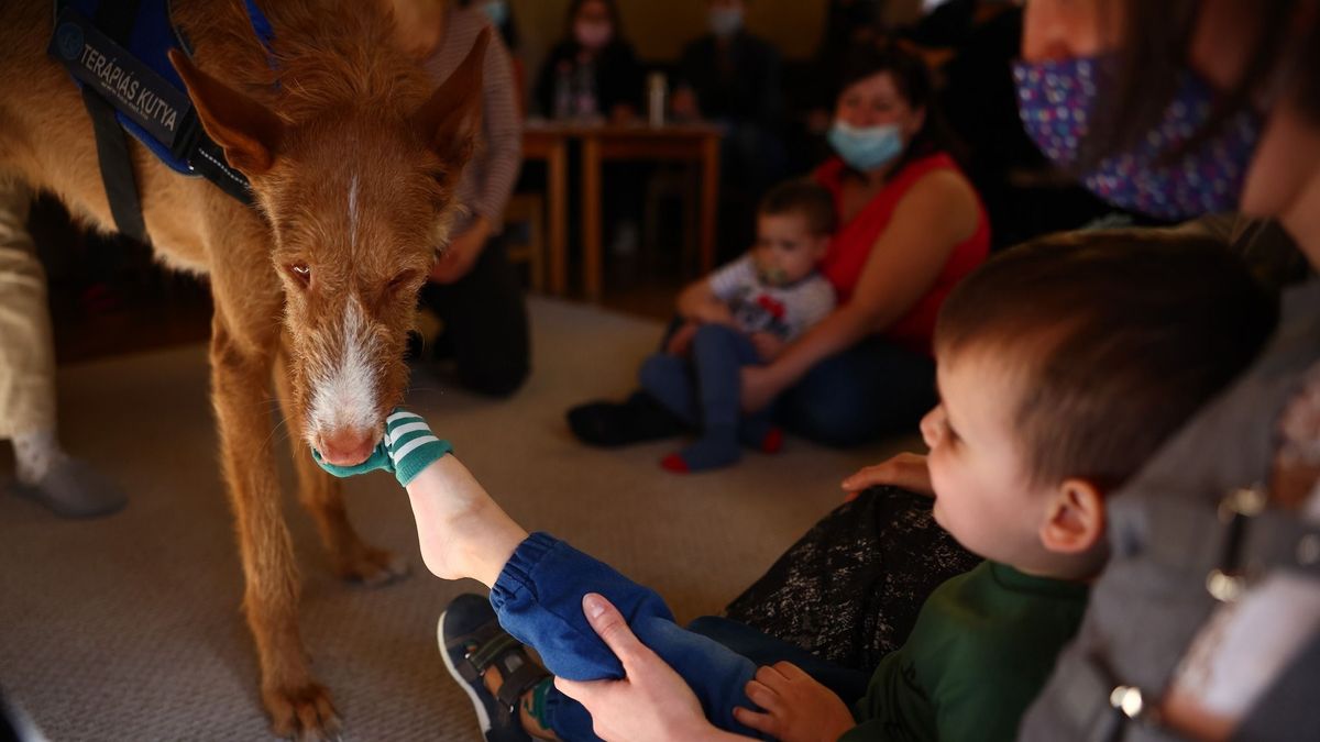 Terápiás minilovak és kutyák, falmászás és élménytábor – ezekre az adományokra van szüksége Bethesdában gyógyuló gyerekeknek