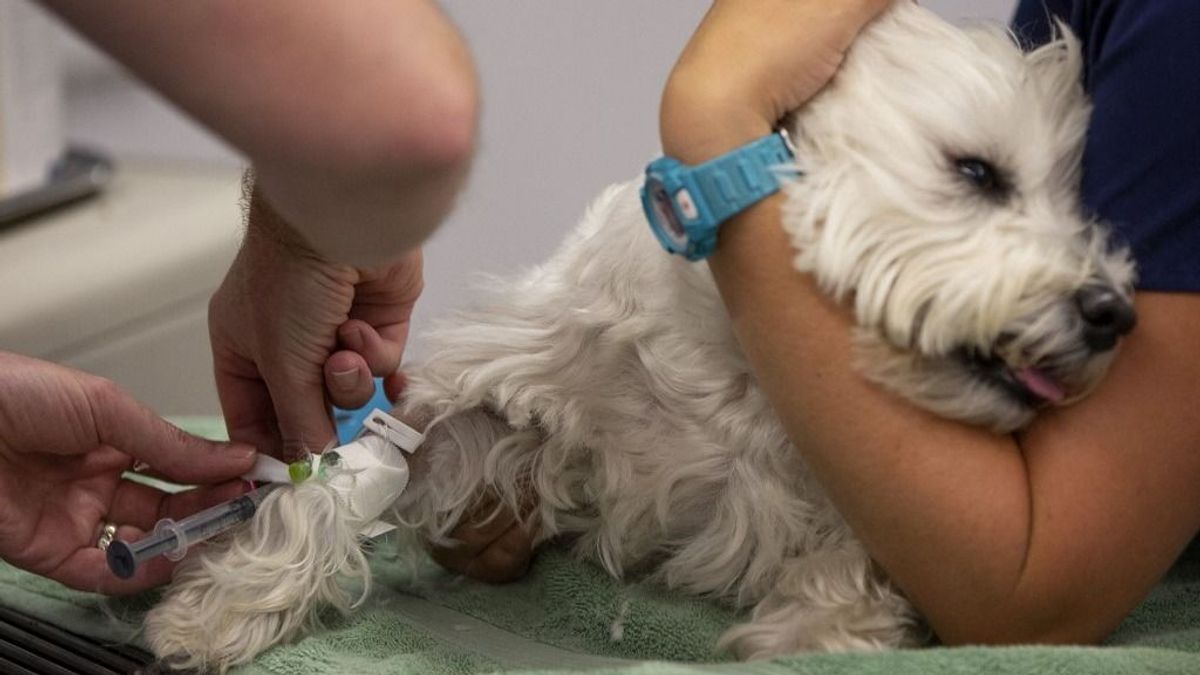 Járvány fenyegeti a kutyákat: rohamosan terjed a kennelköhögés