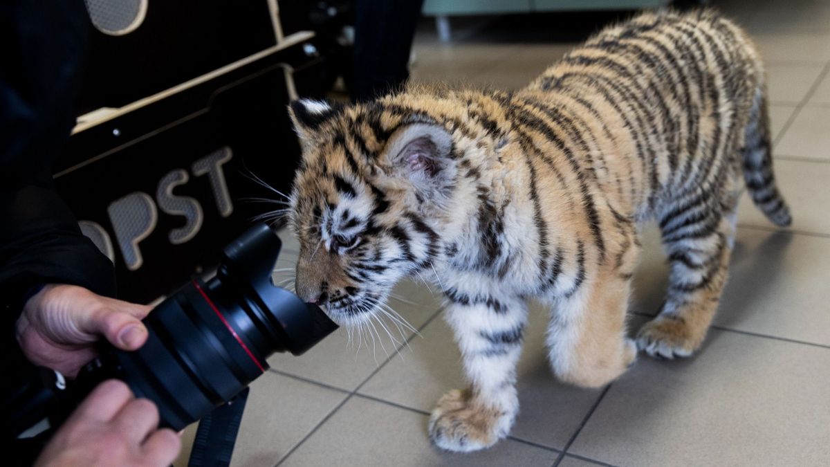 Nevet kapott a tiszafüredi kistigris