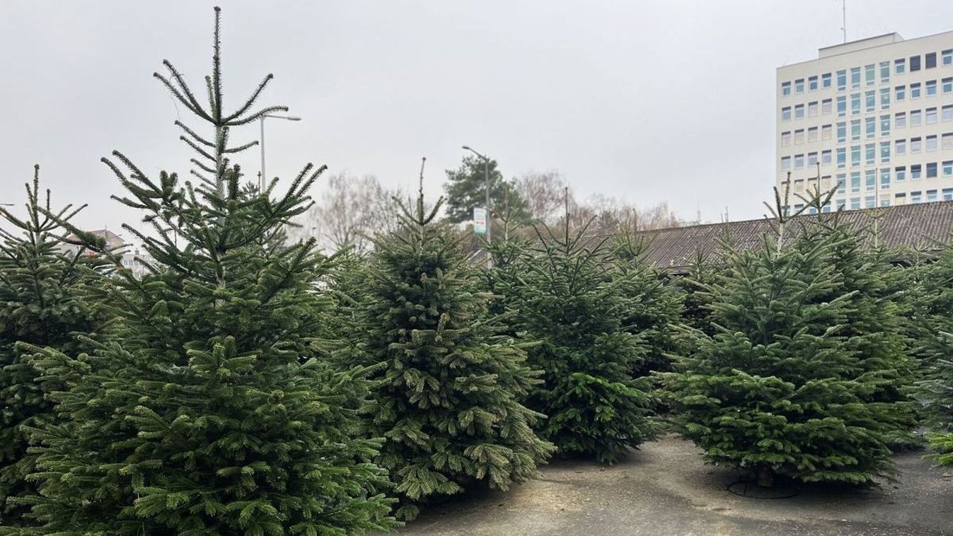 Még mindig a Nordmann-fenyő a legnépszerűbb fajta
 zaol.hu
Czédli Mónika