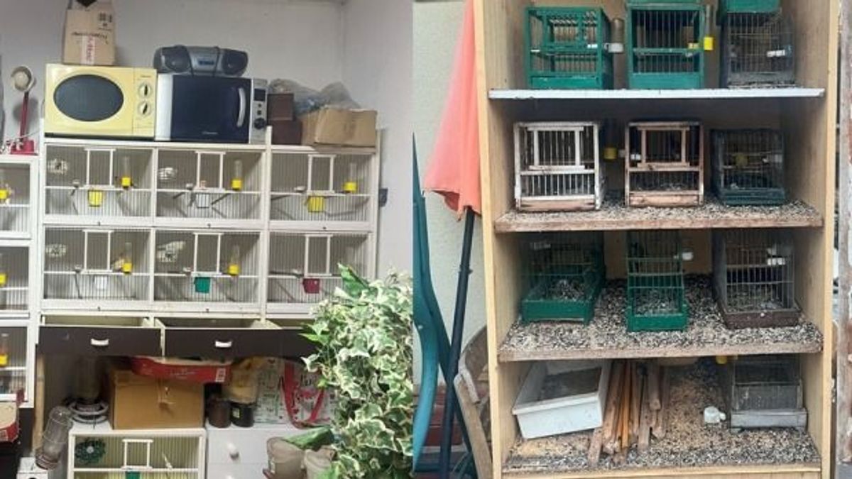 Tiltott madárbiznisz Szolnokon: több mint harminc védett egyedet foglaltak le a rendőrök