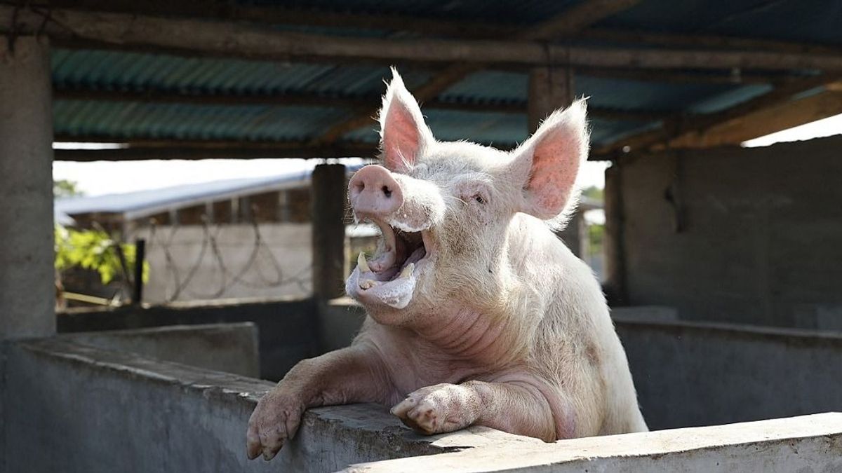 Lesz-e megfizethető és biztonságos húsunk?