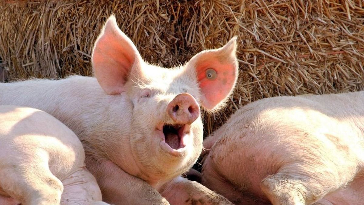 Nincsenek jó passzban a disznótartók, a sertéspestis spanyol húsinváziót hozhat