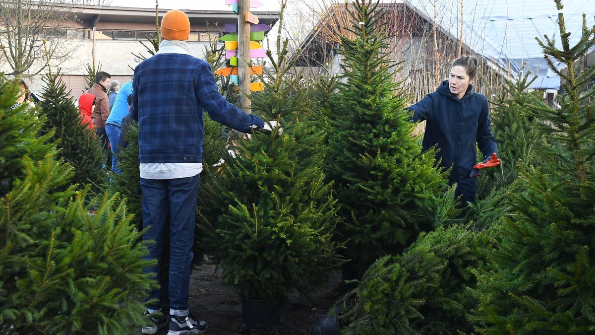 hazai fenyő idén is a legkeresettebb