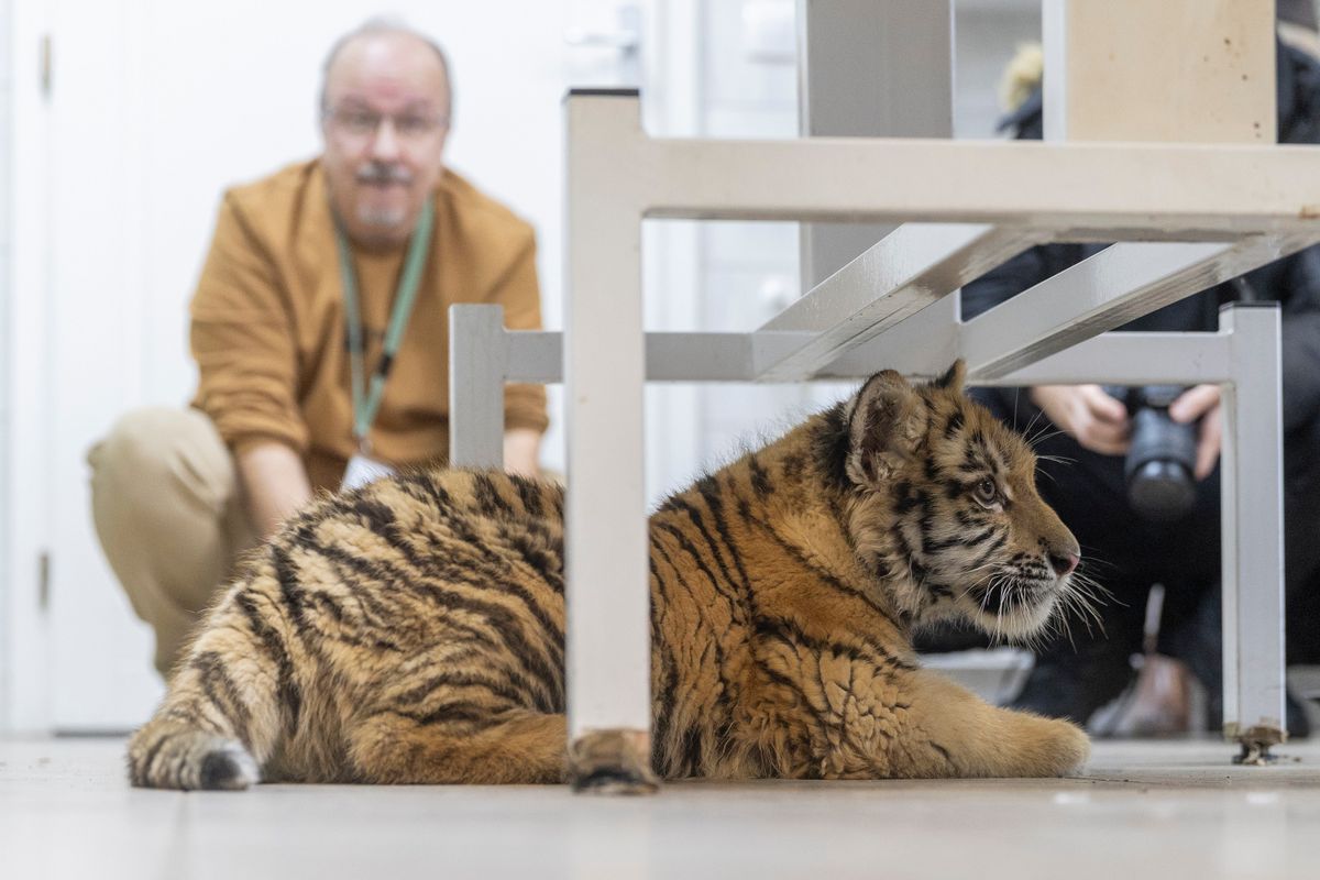 Budapest, 2025. december 8.
A rendőrség által egy tiszafüredi férfitől lefoglalt 3 hónapos kistigris a Fővárosi Állat- és Növénykert állatorvosi klinikáján, ahol védőoltást kapott 2025. december 8-án. A 40 éves férfi ellen természetkárosítás, valamint veszélyes állat tartásával kapcsolatos kötelezettség megszegése miatt indult eljárás.
MTI/Kocsis Zoltán