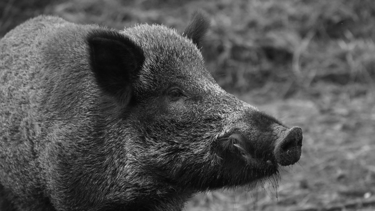 Agresszív vírus tizedeli az állatállományt