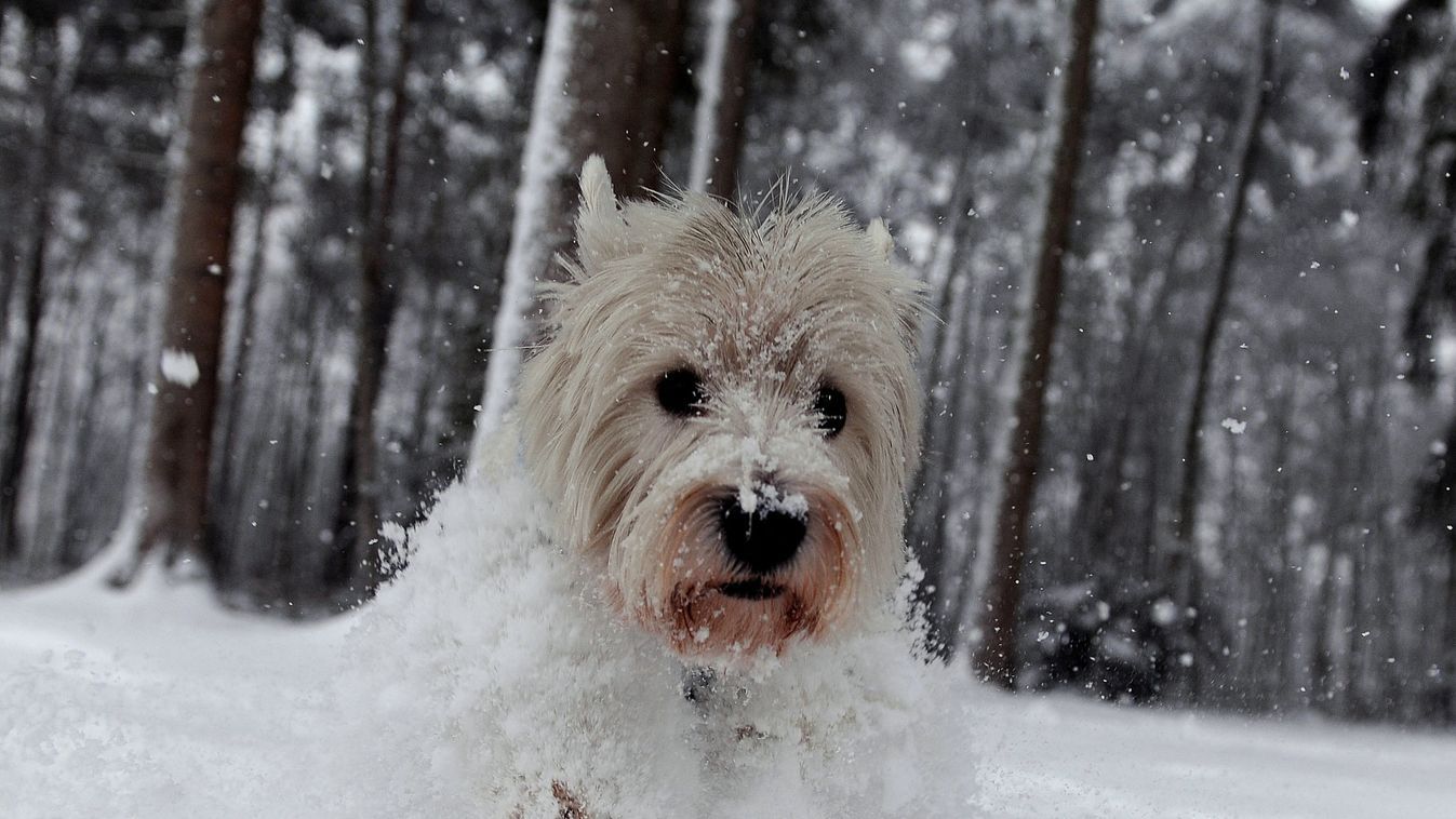 Az extrém hideg komoly veszélyt jelent a kutyák számára is