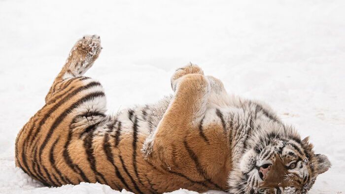 Havazás Nyíregyházán