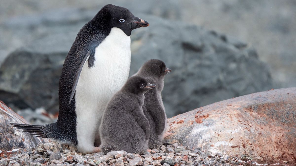 Lugas
Adelie penguin (Pygoscelis adeliae), parent with chicks on Tay Head, Joinville Island, Antarctica, Polar Regions (Photo by Michael Nolan / Robert Harding RF / robertharding via AFP)