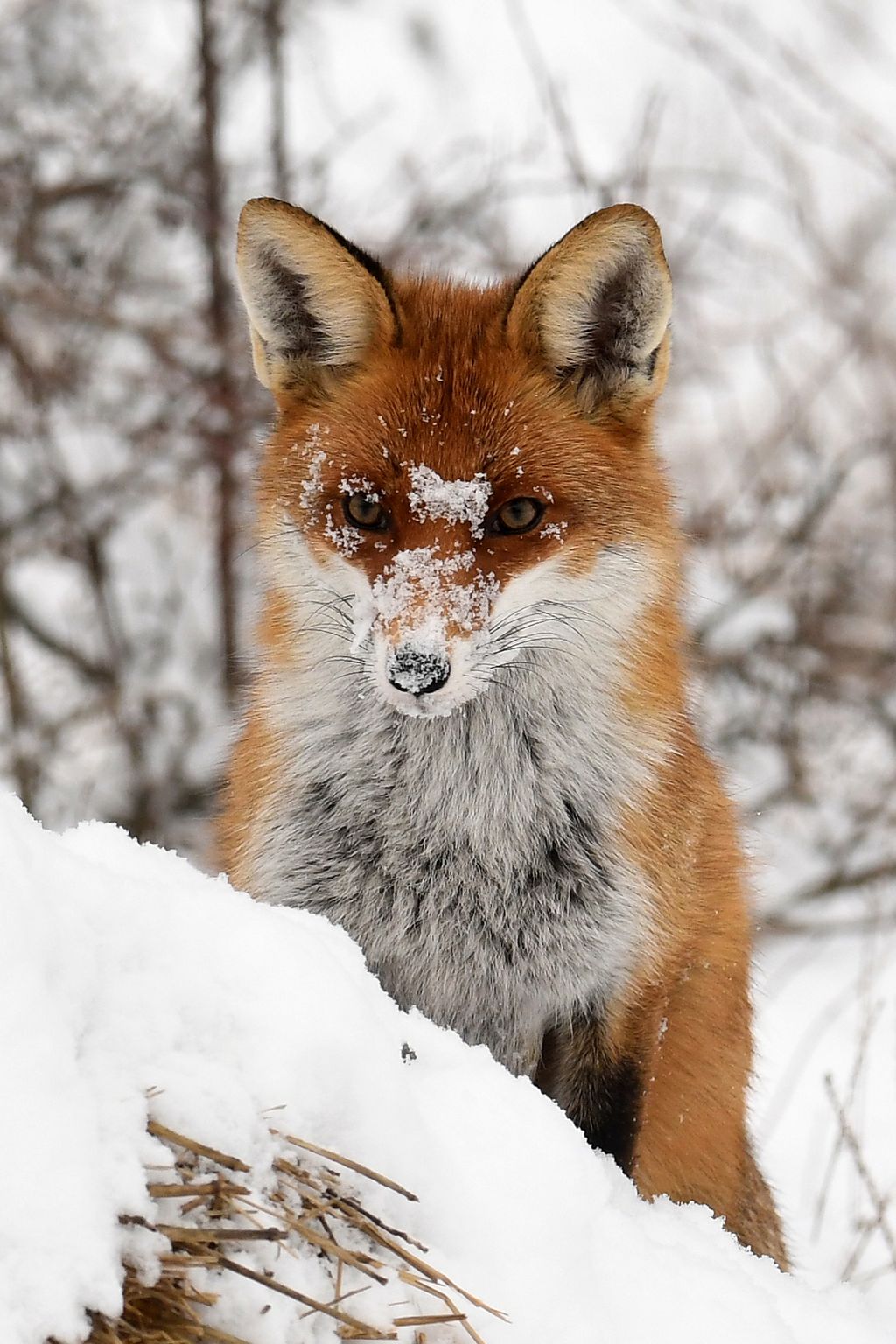 Havazás - Vörös róka