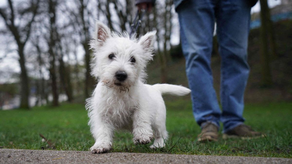 A kutyák nagy része idén megúszta a szilvesztert