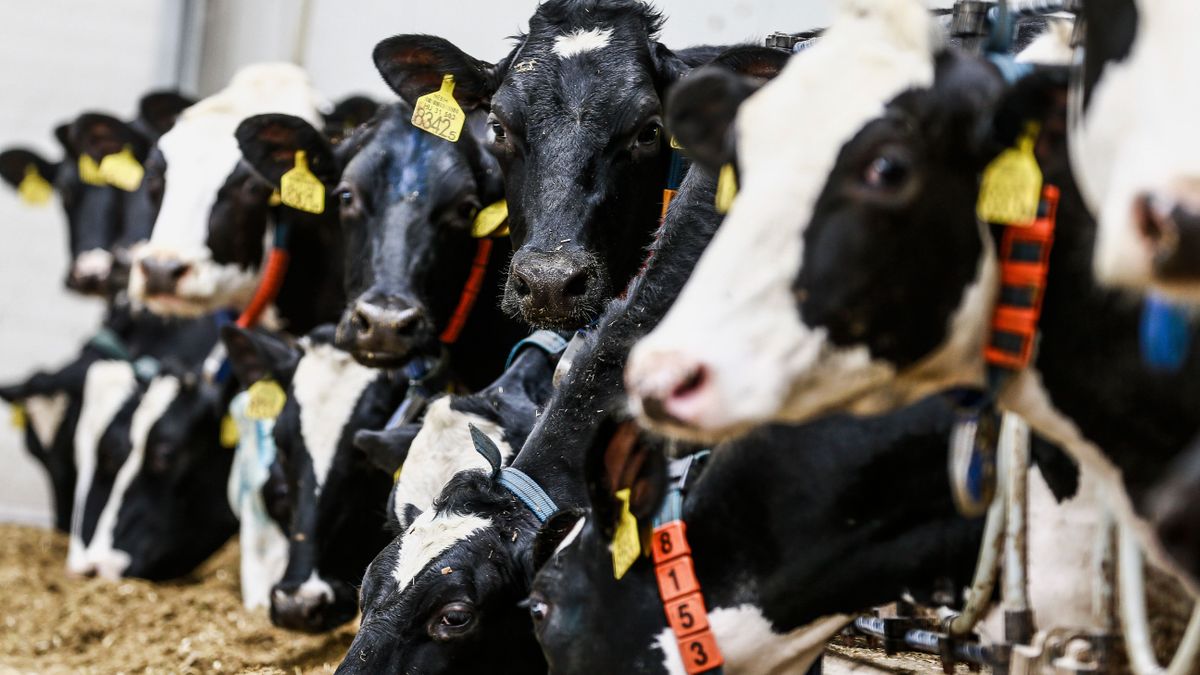 Megint komoly segítséget kapnak a tejtermelők: nagy összegű pályázatot hirdet az agrártárca