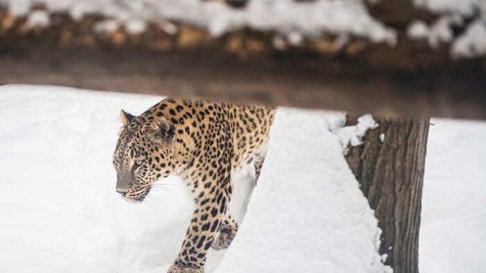 Havazás Nyíregyházán