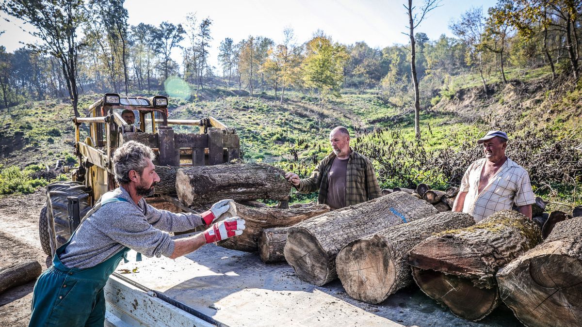 Zajlik a tűzifa kiszállítása, az önkormányzatok juttatják el a rászorulóknak