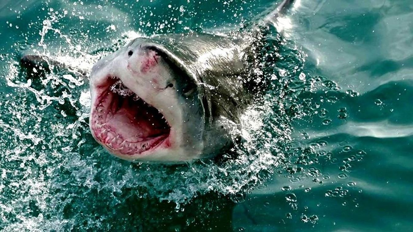 A nagy fehér cápa napjainkban az egyik legveszélyeztetettebb tengeri fajnak számít