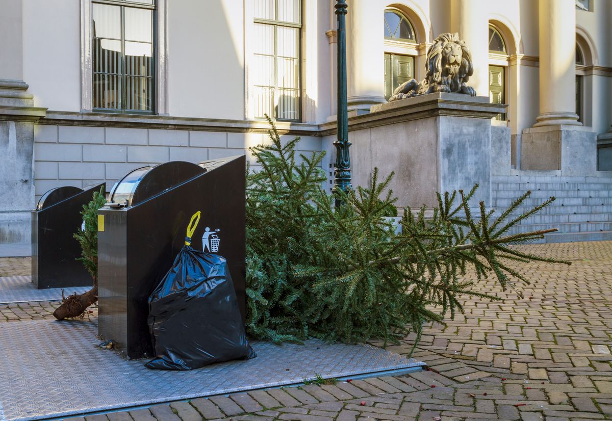 Discarded Christmas tree lies on the street in Dordrecht, awaiting collection by garbage collectors, symbolizing the end of festive celebrations and the return to everyday life.
