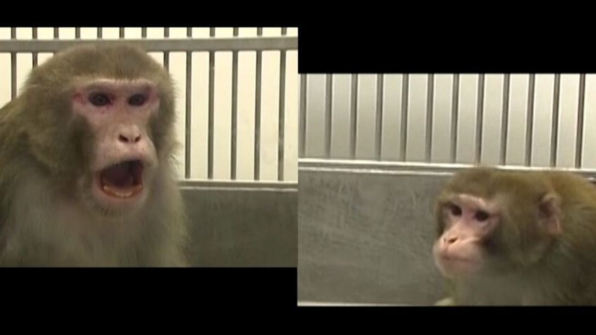 Így kódolja az agyunk a társadalmi hierarchiát