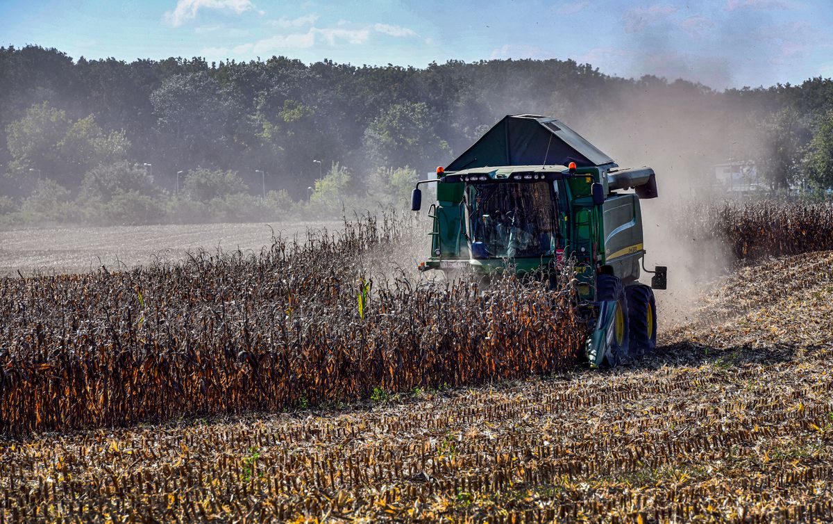 Befejezéséhez közeledik a kukorica betakarítása. Hajdúböszörmény határában. Arató-cséplő kombájn gyűjti be a termést. Éghajlattól, talajtól, időjárástól függően, átlagosan 3.6-7.5 tommás termés várható hektáronként.