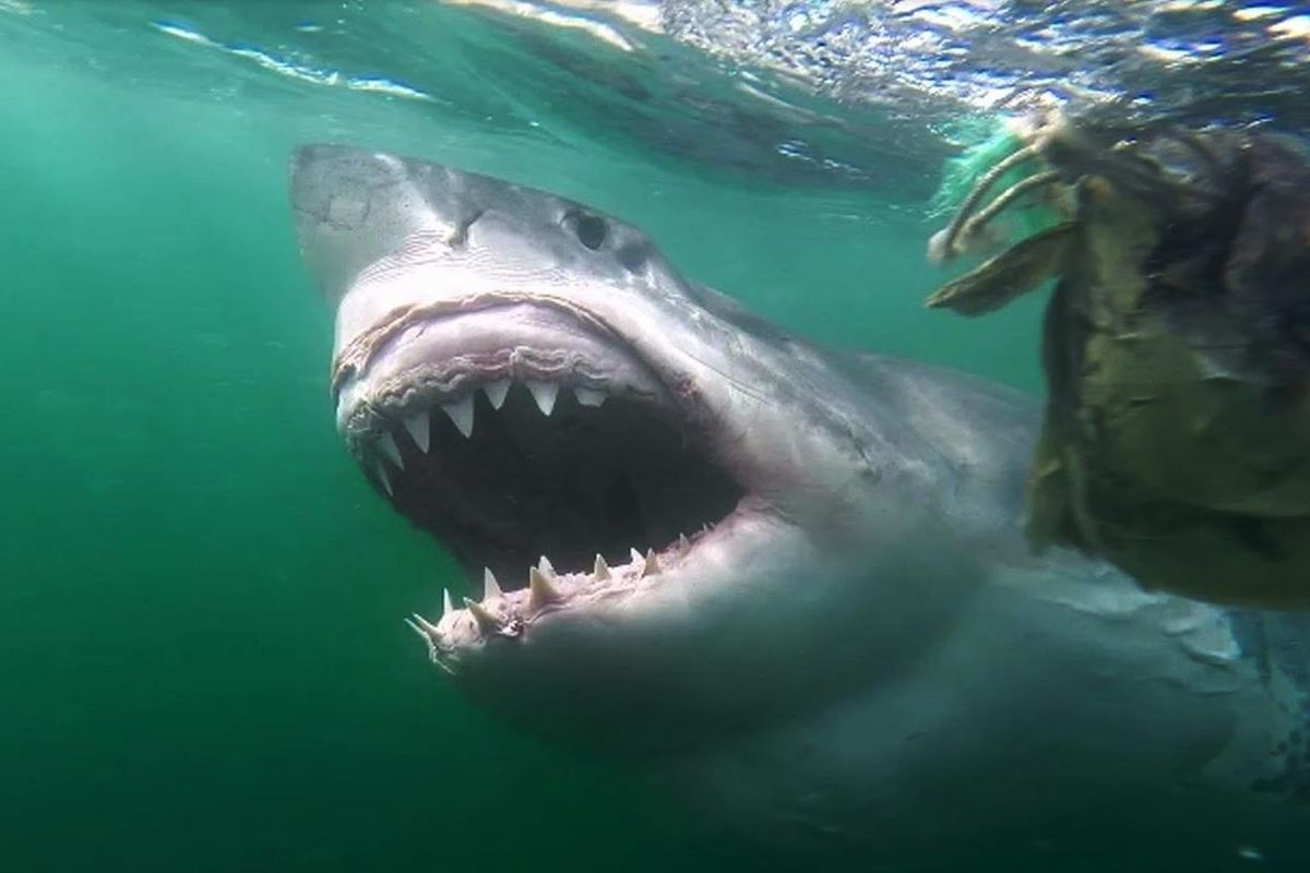 A nagy fehér cápa végveszélybe került a Földközi-tengeren
