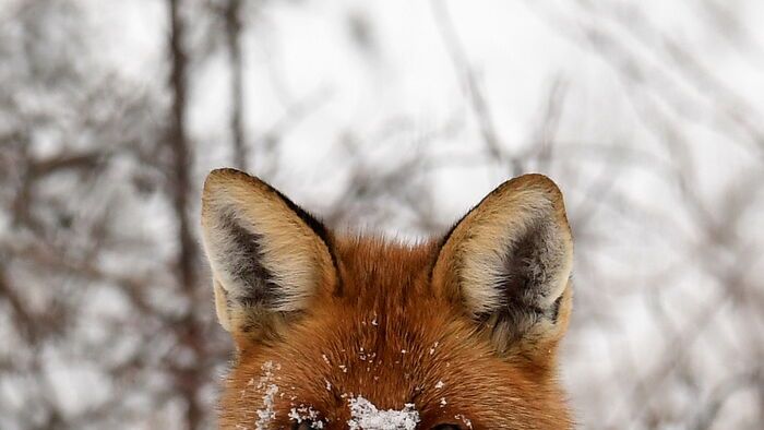 Havazás - Vörös róka