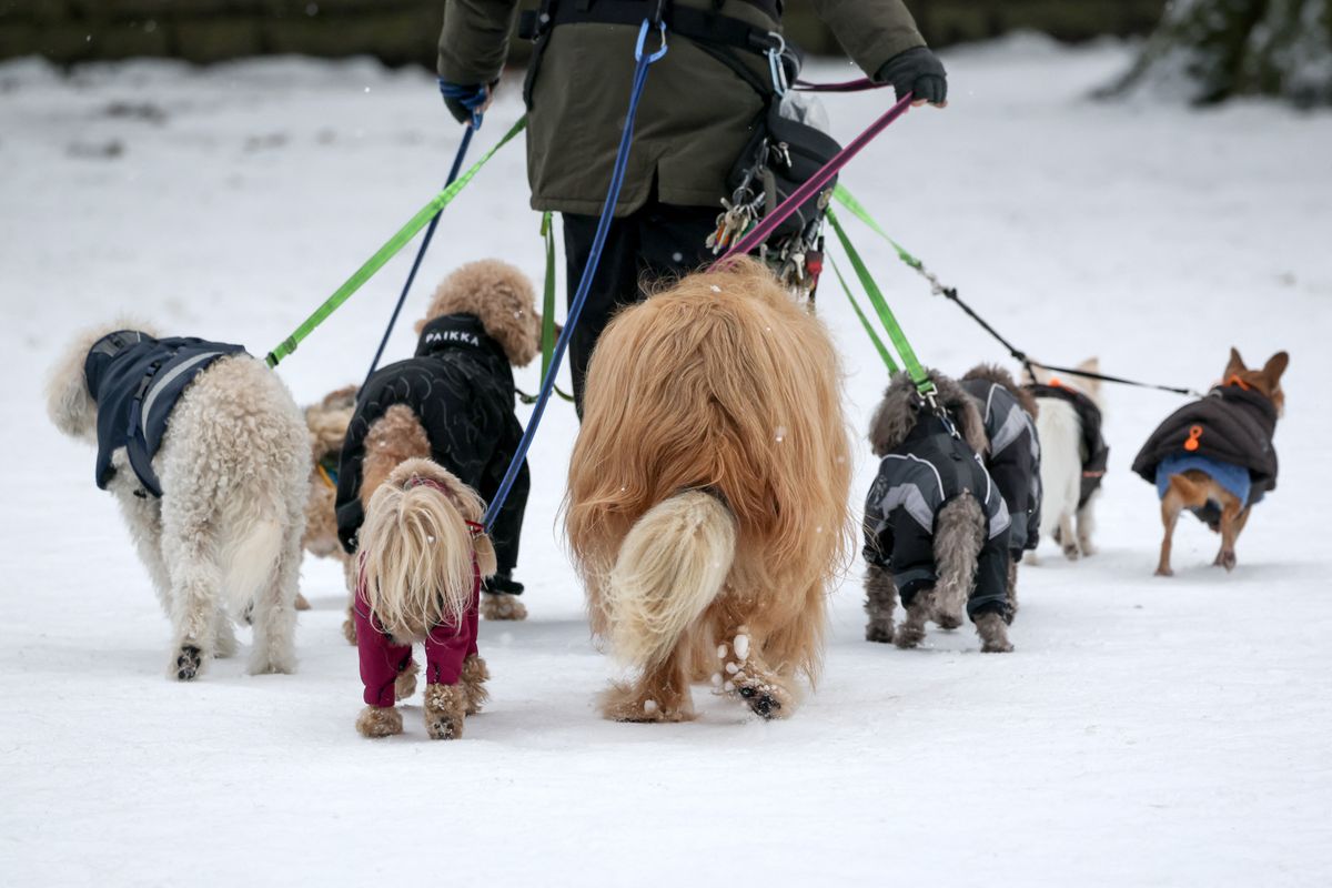 Ügyeljünk az háziállatainkra a hóhelyzet és a fagyos időjárás alatt is (Fotó: CHRISTIAN CHARISIUS / DPA)