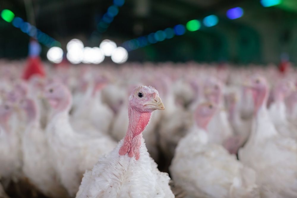 madárinfluenza, Nébih