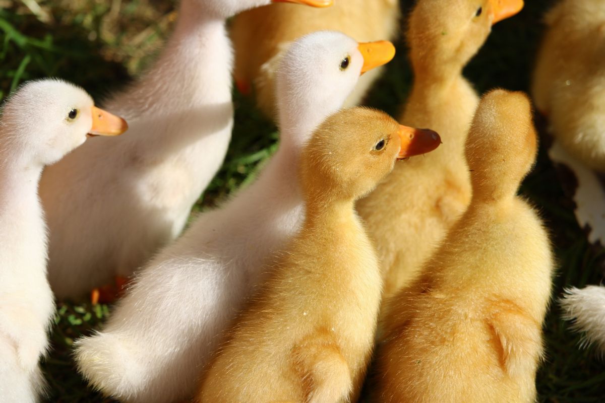 A group of ducklings captured by the camera while walking through the grass.