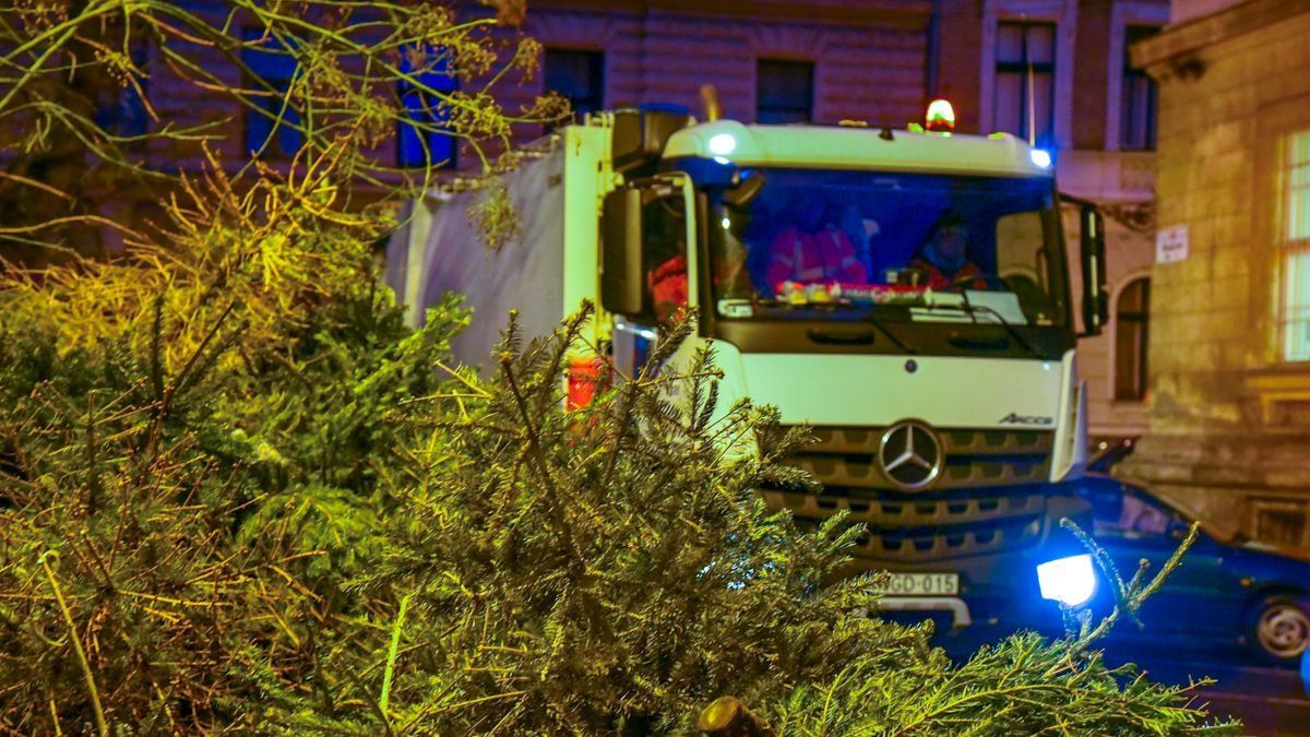 Hová vigyük a kidobott karácsonyfát?