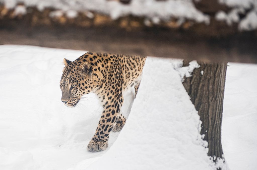 Havazás Nyíregyházán