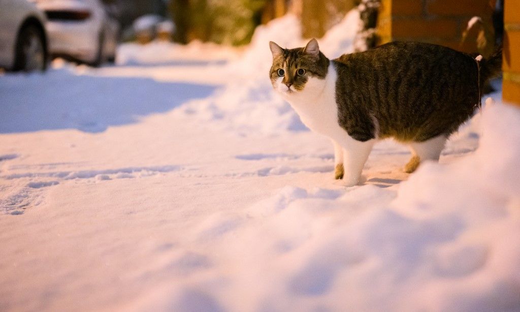 06 January 2026, Lower Saxony, Laatzen: A cat stands in the snow on a road in the Hanover region in the early morning. Photo: Julian Stratenschulte/dpa (Photo by JULIAN STRATENSCHULTE / dpa Picture-Alliance via AFP)