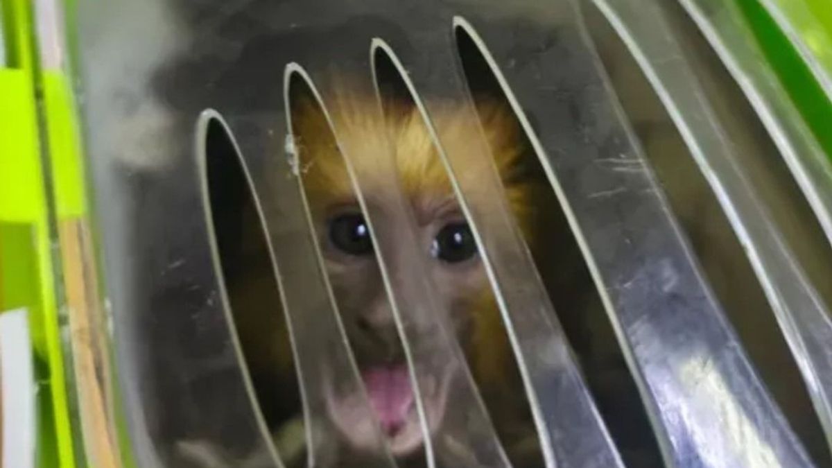 Védett állattal bukott le egy román sofőr Rédicsnél