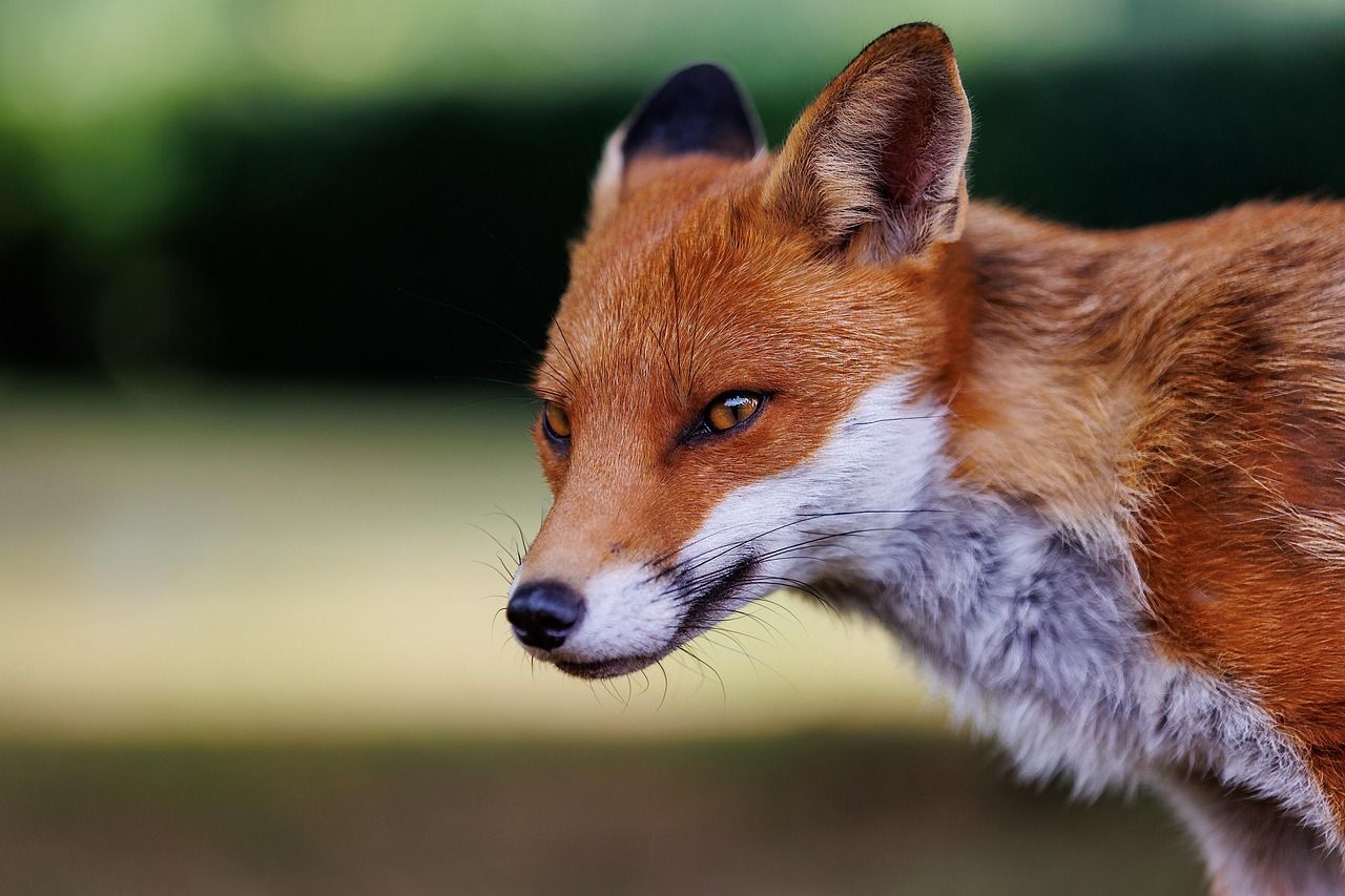 Kvíz kérdést ábrázoló kép.