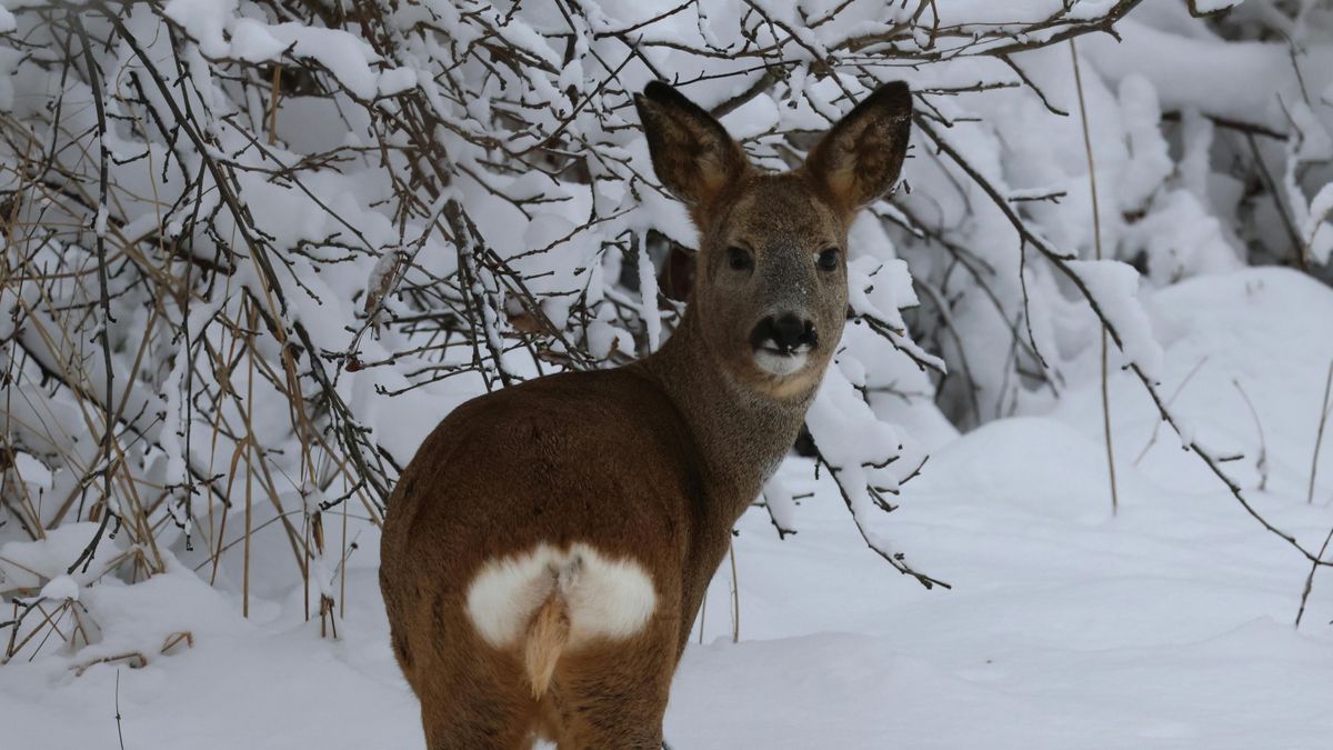 Két őz buktatta le az orvvadászokat, a rendőrök nem hittek a szemüknek