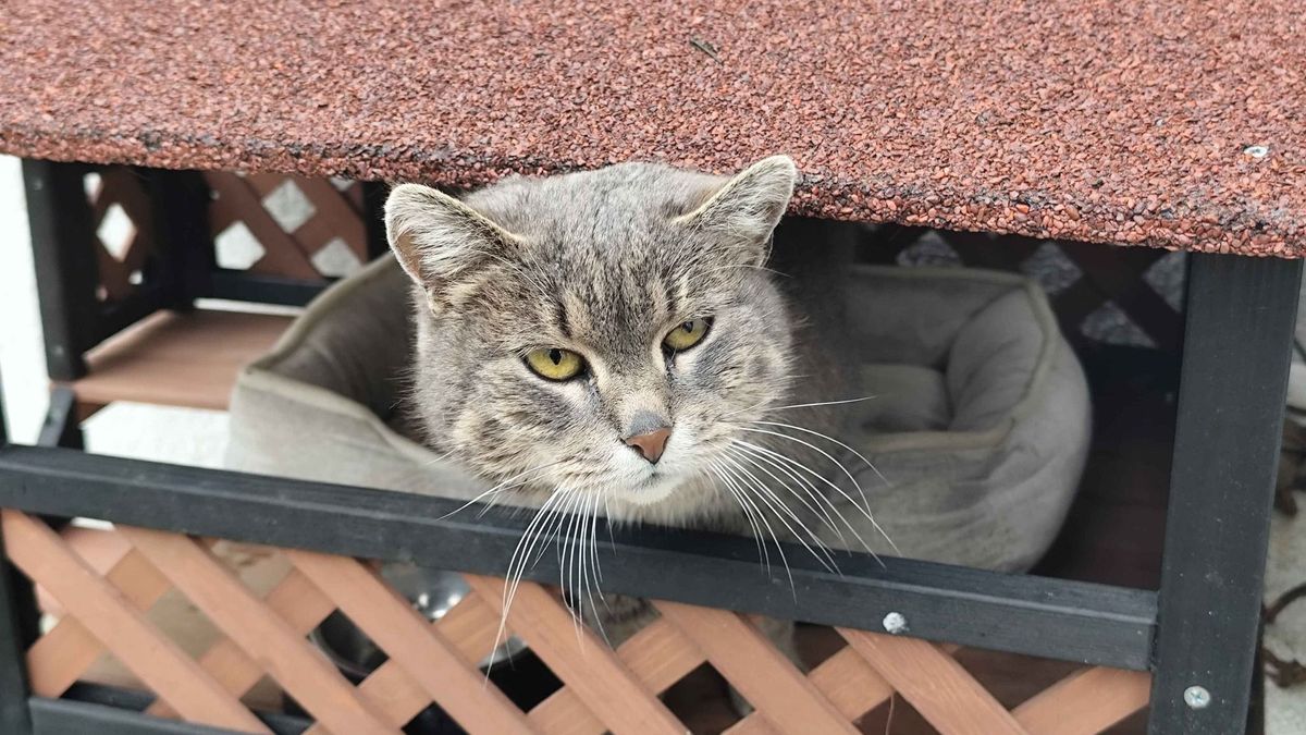 Szép kövérre hízott a csillagvizsgáló asztromacskája, hamarosan meg is nézhetik az érdeklődők + fotók